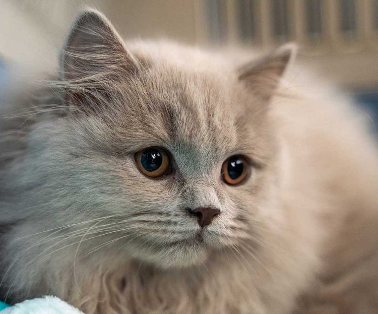 Cat Sitter Manchester Reliable Top Rated Cat Care Service