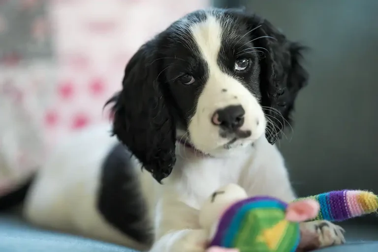 Dog Sitting Manchester