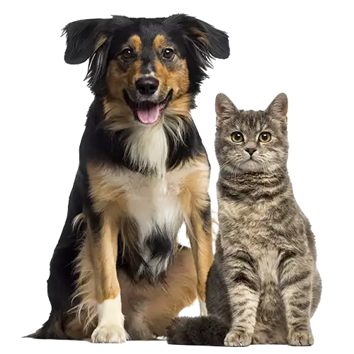 Dog Walker Manchester