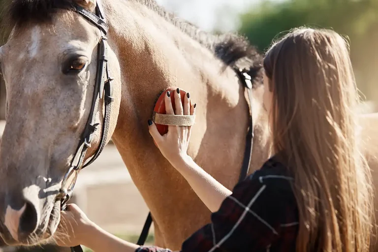 Equine Care Manchester